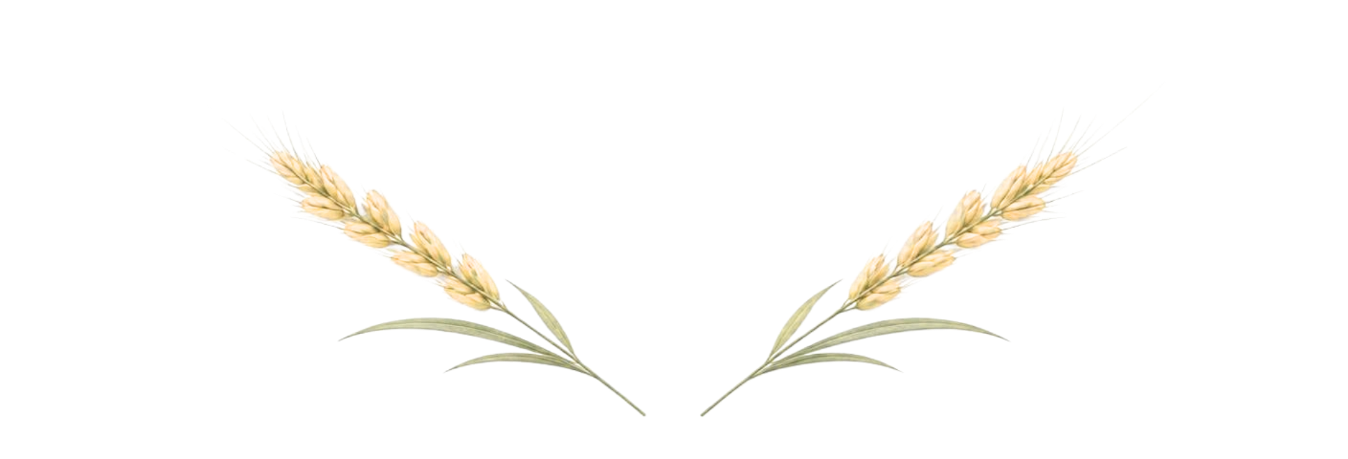 Trigo decorativo